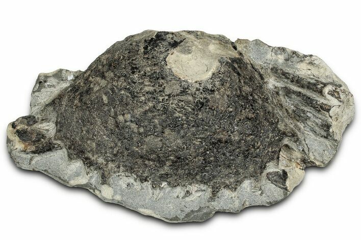 Eocene Fossil Crab (Meandercampus) - Washington State #355021